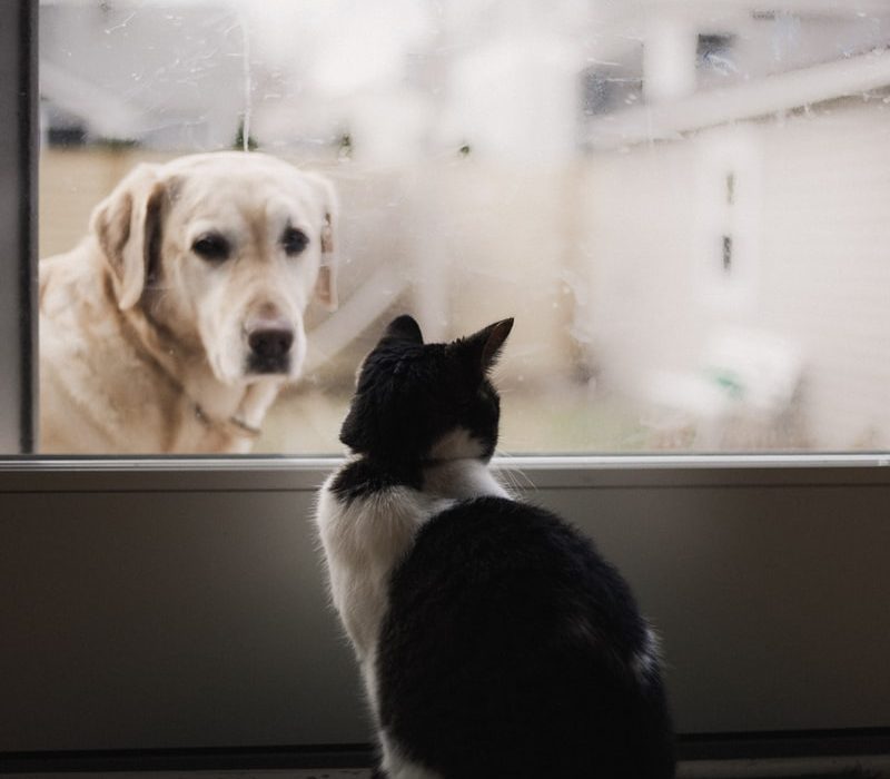 black and white cat watching adult yellow Labrador retriever on window