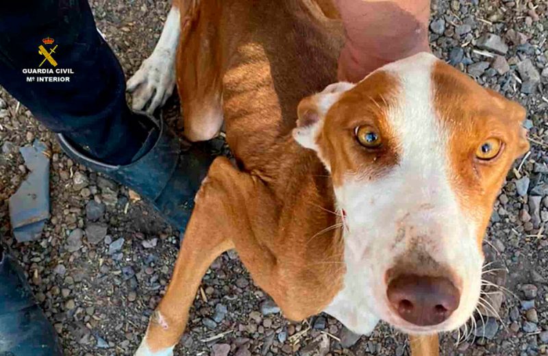 Rescatados siete perros hacinados, desnutridos y al borde de la muerte