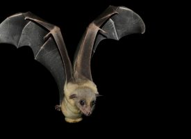 Ecolización y vuelo de los murciélagos, unos cerebros perfectamente organizados