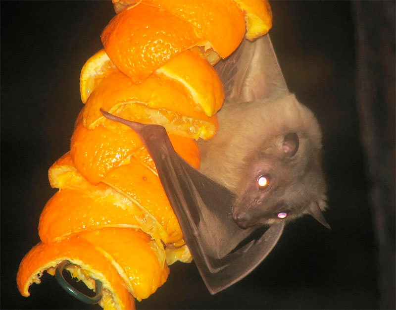 Murciélago de la fruta