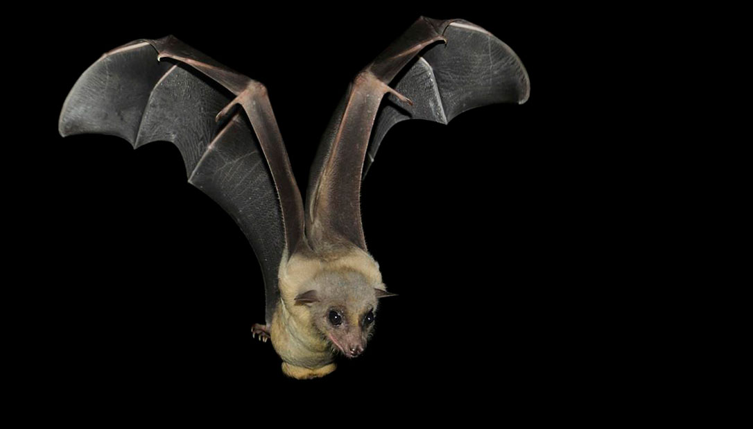 Ecolización y vuelo de los murciélagos, unos cerebros perfectamente organizados