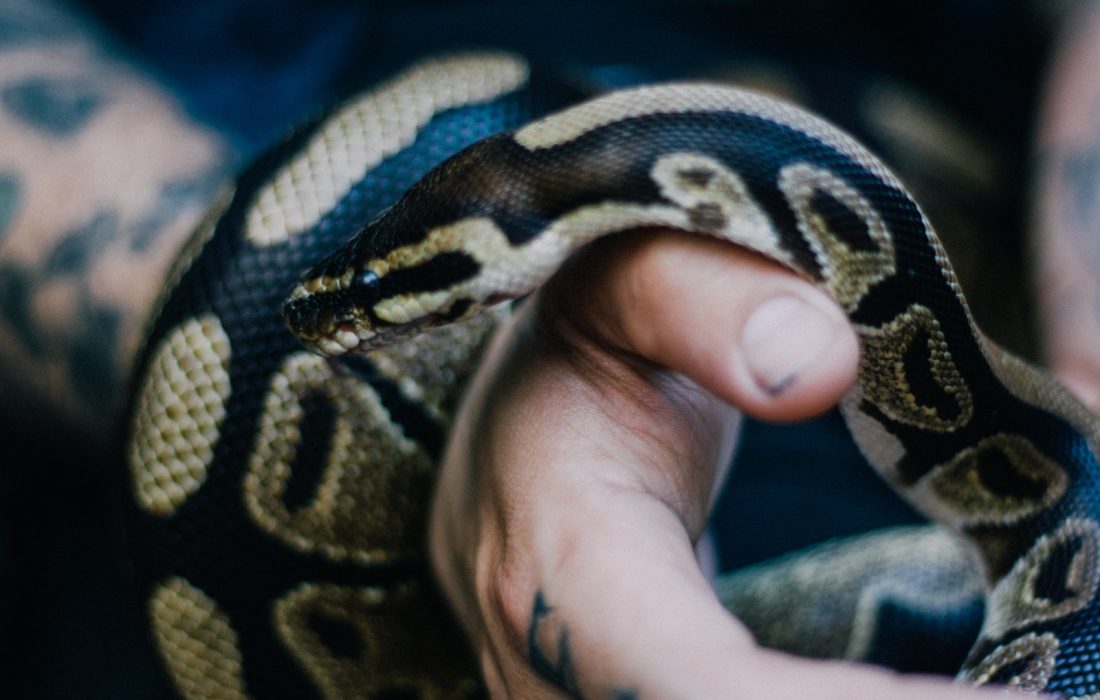 Posibles problemas de bienestar para las serpientes mantenidas en cautividad