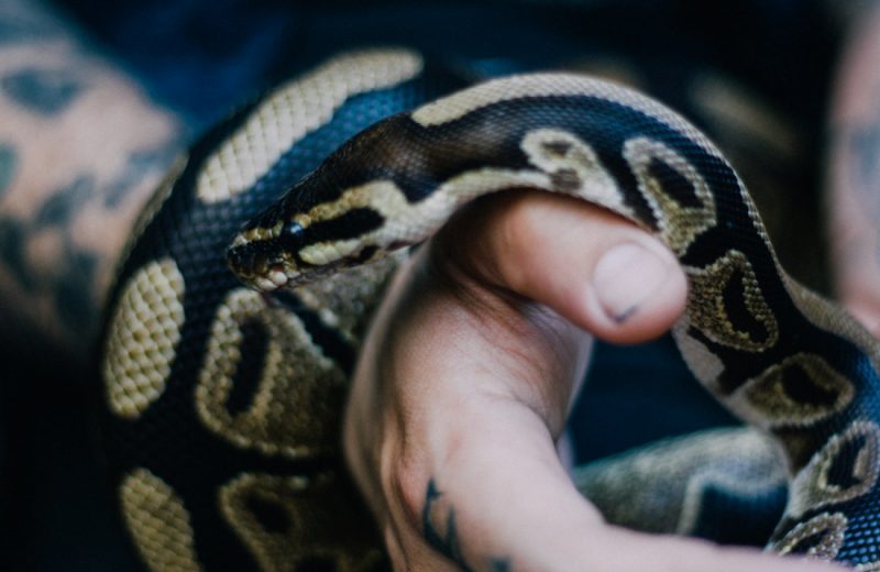 Posibles problemas de bienestar para las serpientes mantenidas en cautividad