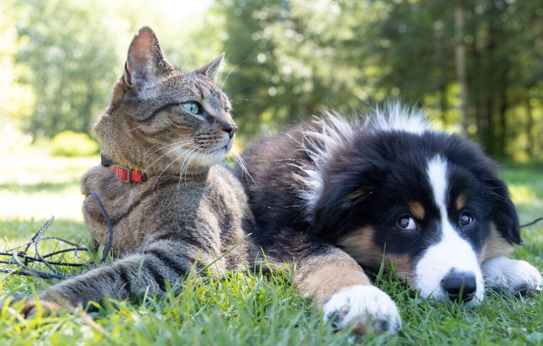 ¿Por qué los gatos y los perros comen hierba?