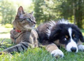 Criadores responsables de perros y gatos de todo el mundo se unen en defensa del bienestar animal y contra su abandono