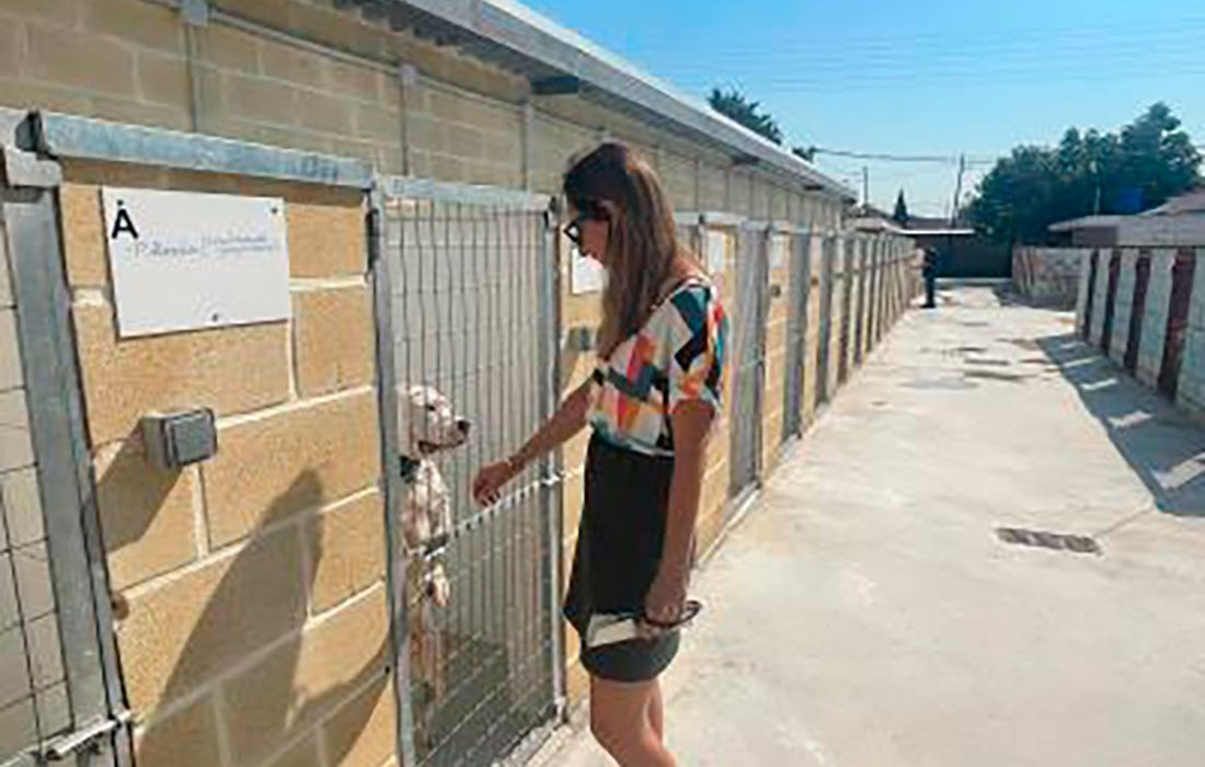 El Ayuntamiento de Murcia lanza una campaña de no abandono y tenencia responsable de animales de compañía