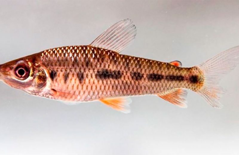 Descubierta una diversidad oculta de peces en la Amazonía peruana