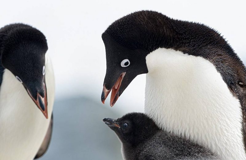 ¿Cómo se adaptaron los pingüinos al entorno marino?