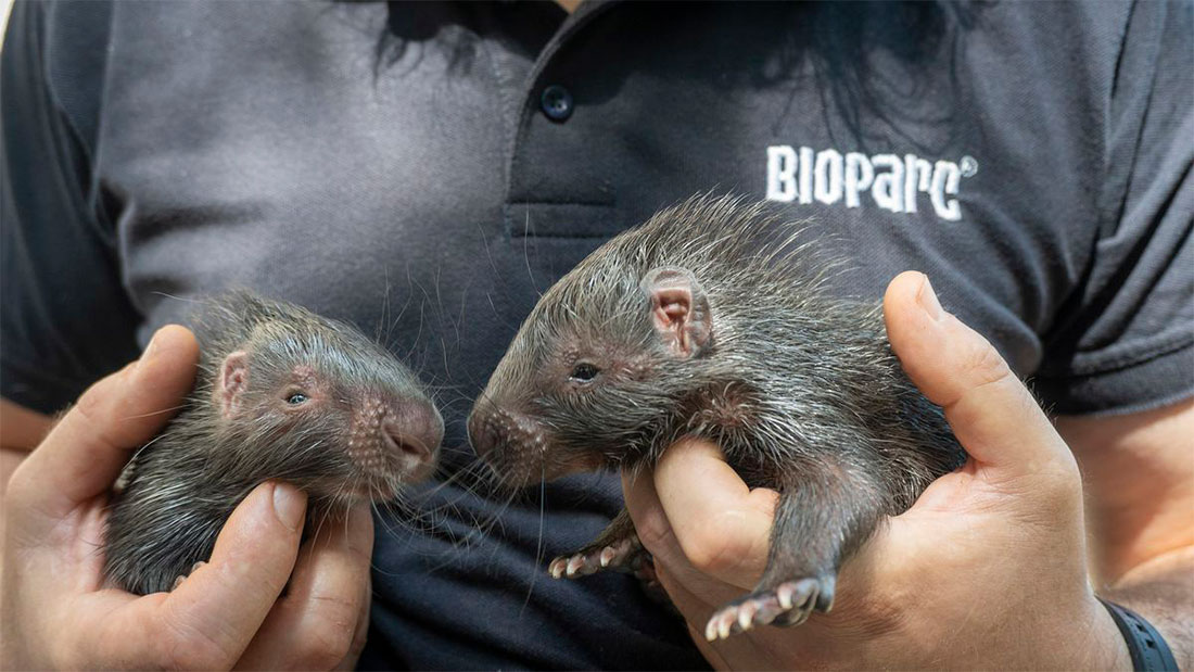 Nacen en Bioparc Valencia dos puercoespines de la especie más grande del mundo