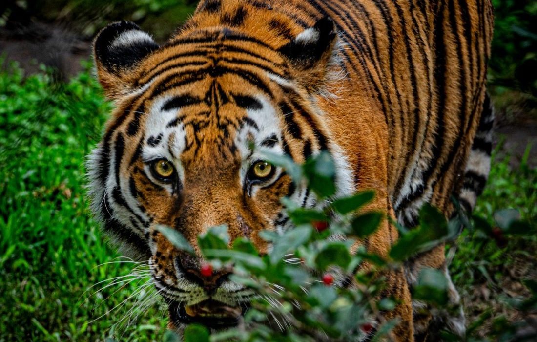29 de Julio Día Mundial de los tigres – !Por fin los tigres se recuperan!