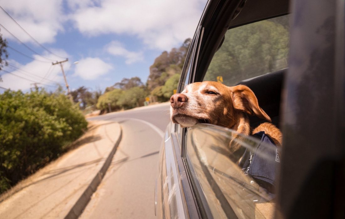 Diez claves para viajar de forma segura con las mascotas durante este verano