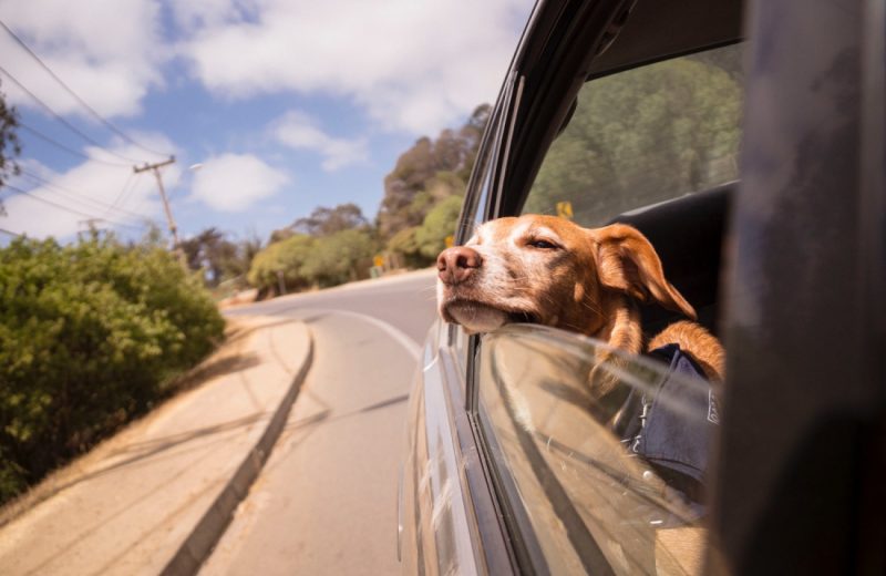 dog leaning his head on car window