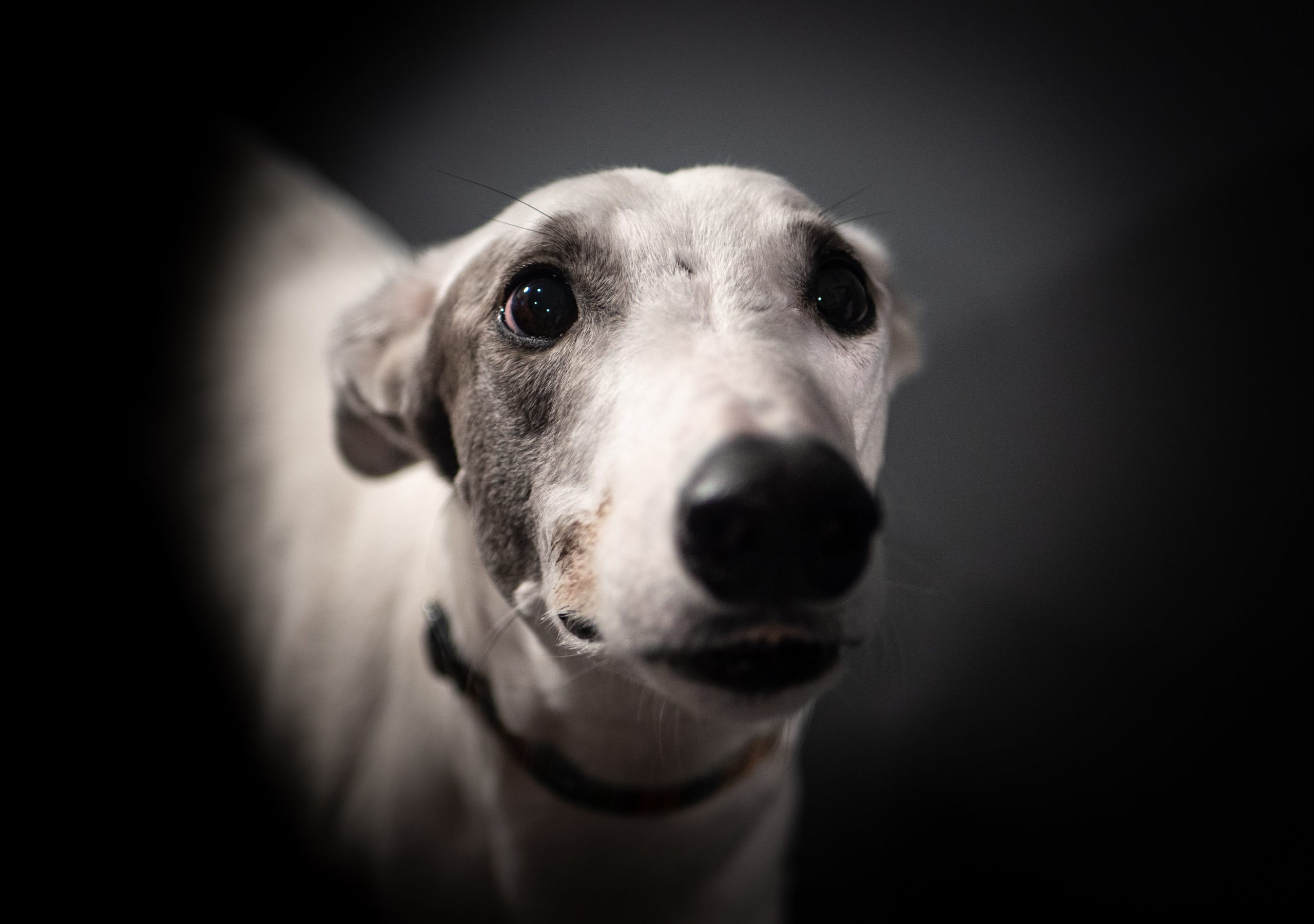 Galgo
