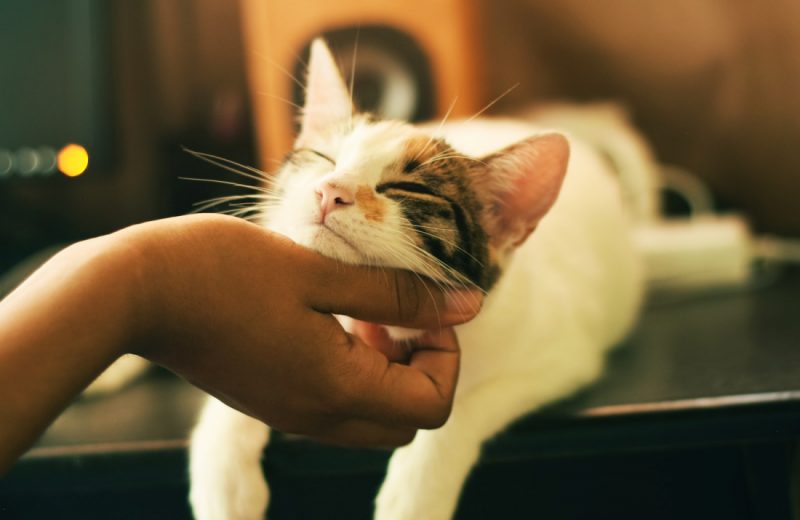 Un estudio sugiere que hay dueños de gatos que no saben discernir cuando desean que les acaricien