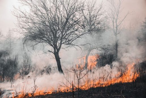 Incendio forestal