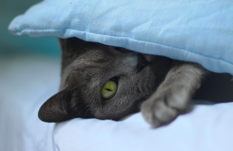grey cat lying on white textile