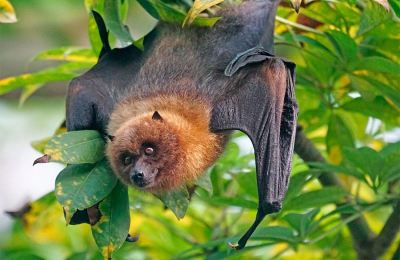 Los murciélagos están al borde de la extinción en Colombia