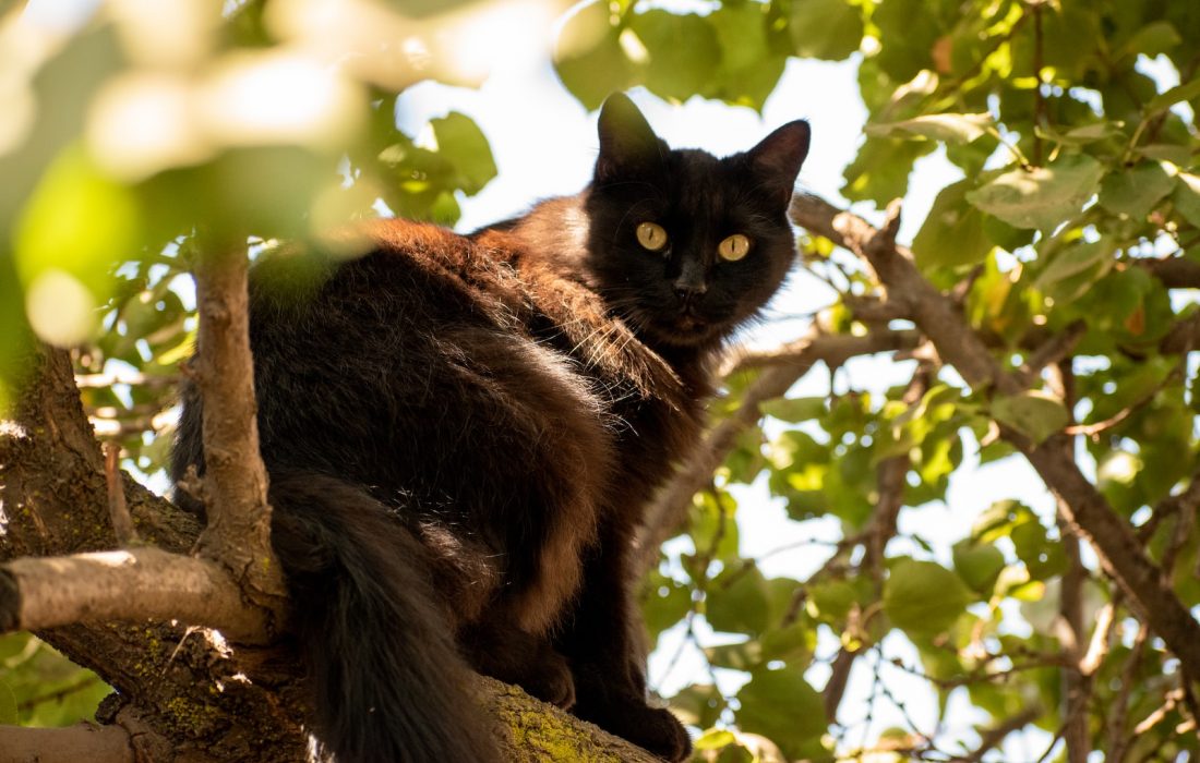 17 de Agosto – Día de la Apreciación del Gato Negro