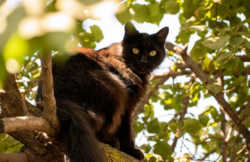 black and brown cat on tree branch