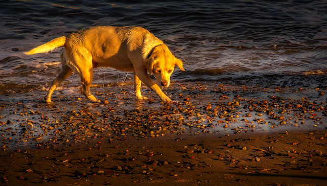 Perro en playa
