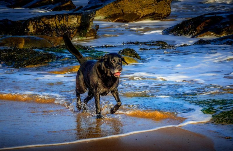 Playas para perros en Cantabria