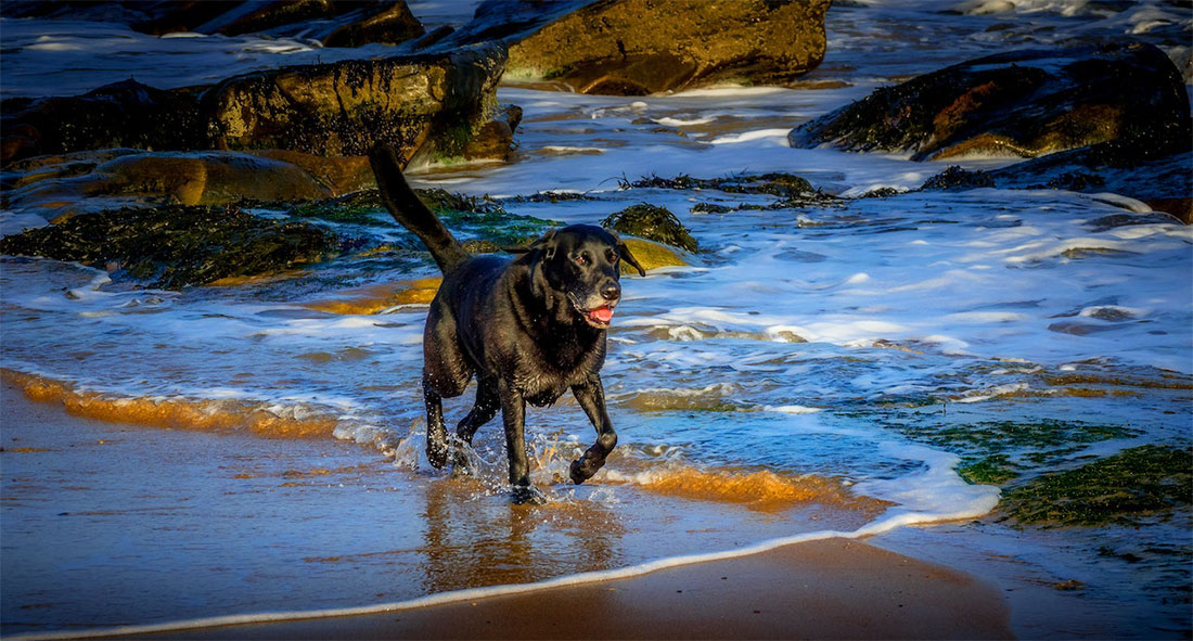 Playas perros en Cantabria