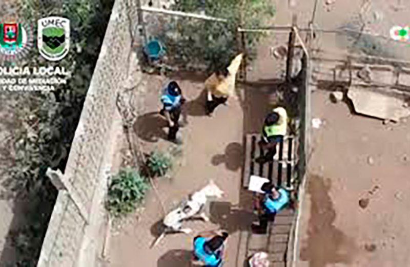 Localizan una finca en las Palmas de Gran Canaria con más de una treintena de perros en malas condiciones