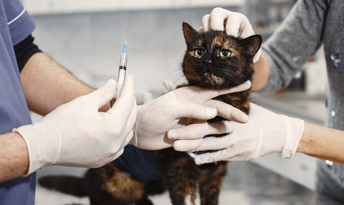 Un prototipo vacunal frente al SARS-CoV-2 resulta eficaz en sus primeros ensayos en gatos