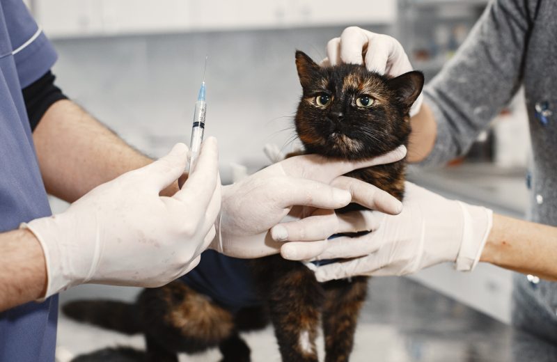 Veterinaria gatos