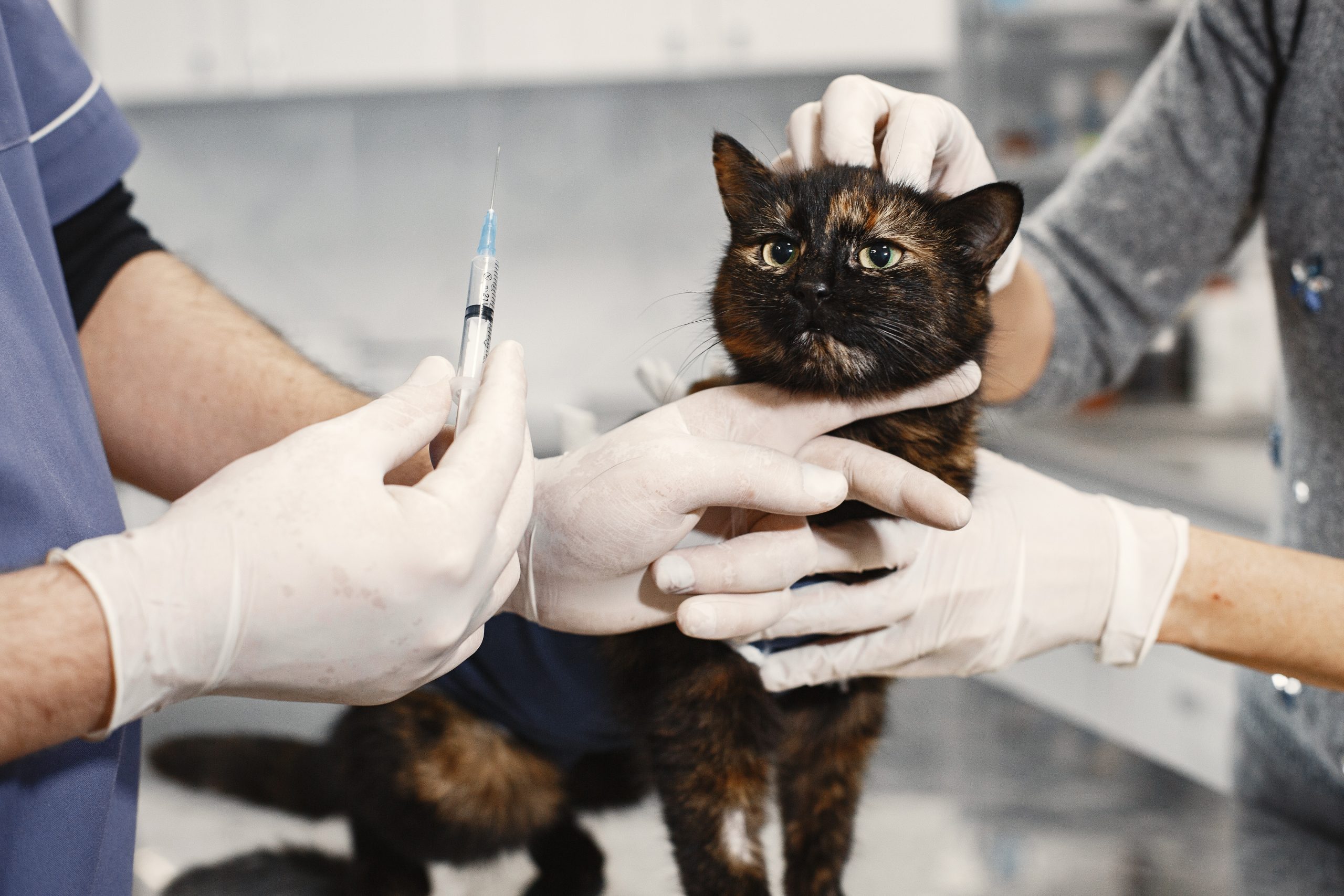 Veterinaria gatos