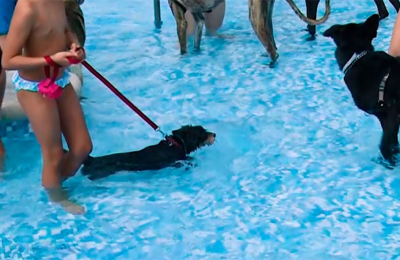 Final de la temporada de piscinas en Villarobledo (Albacete) con la entrada de perros a las instalaciones