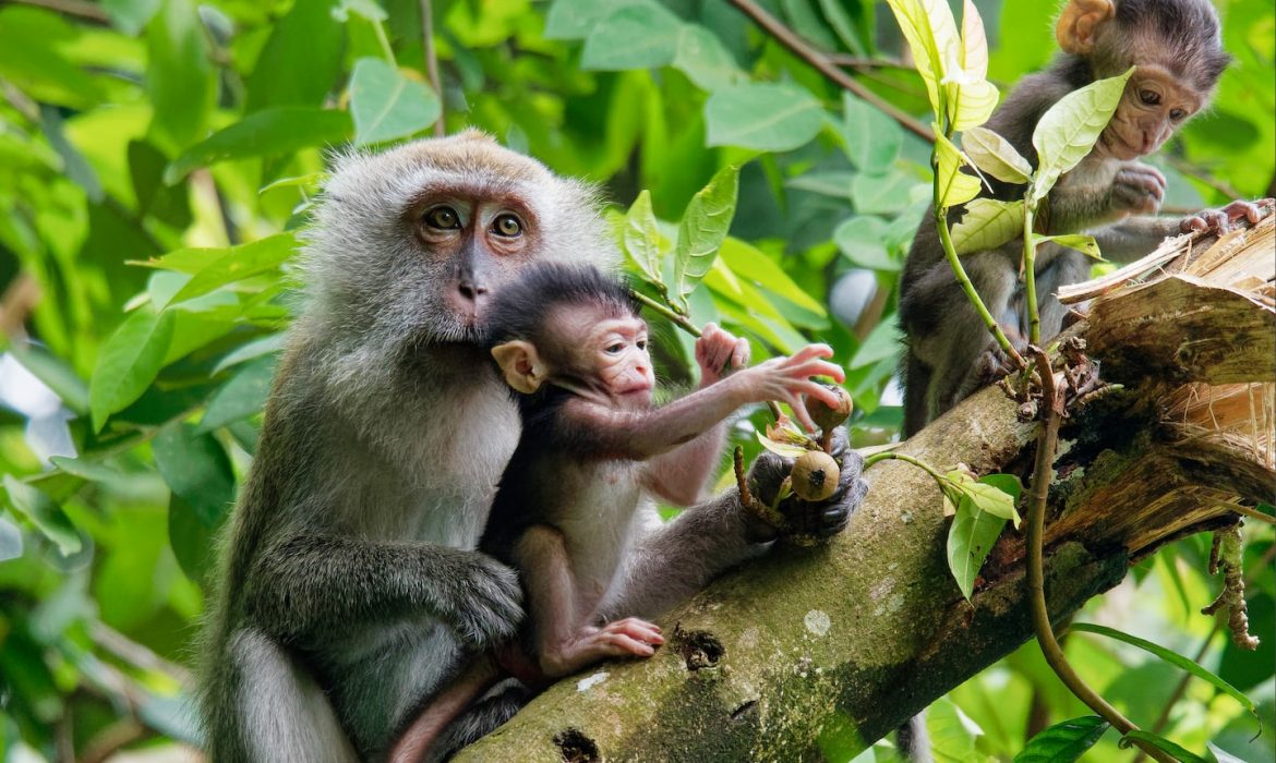 monkeys on tree branch