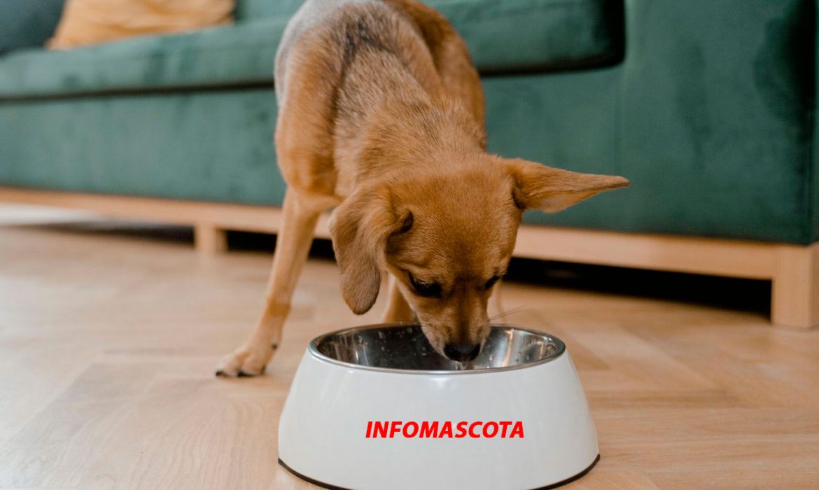 ¿Sabes que pone en la etiqueta de comida de tu perro?