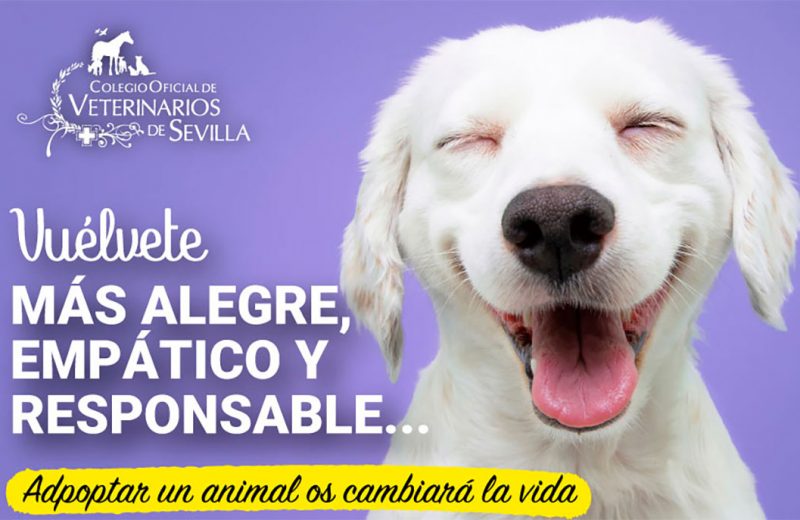 23 de Septiembre, Día Mundial del Perro Adoptado, así lo celebra el Colegio de Veterinarios de Sevilla