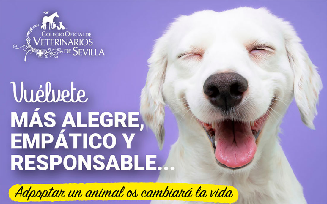 23 de Septiembre, Día Mundial del Perro Adoptado, así lo celebra el Colegio de Veterinarios de Sevilla