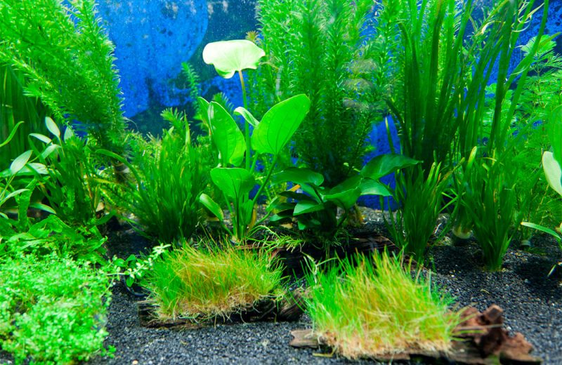Utilización de plantas para el acuario