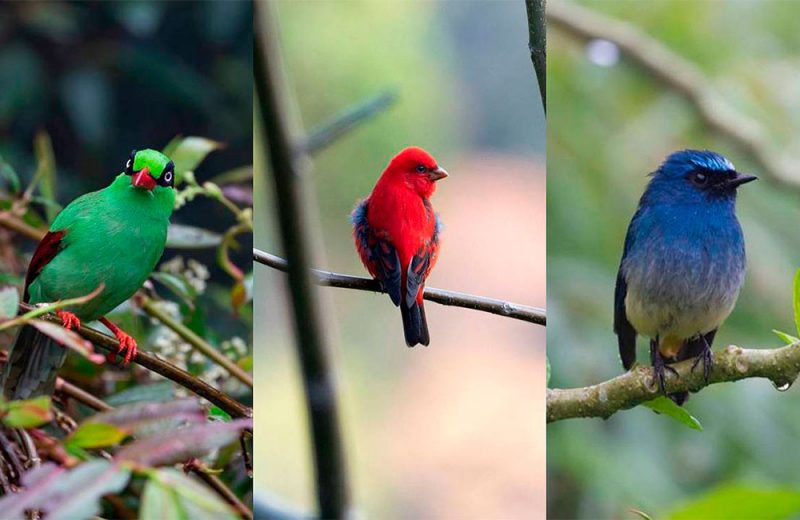 El colorido plumaje de los pájaros cantores los hace vulnerables al comercio de especies
