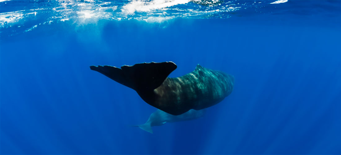 Puesta en marcha de campañas oceanográficas que permitirán diseñar medidas para minimizar las colisiones de cetáceos con embarcaciones