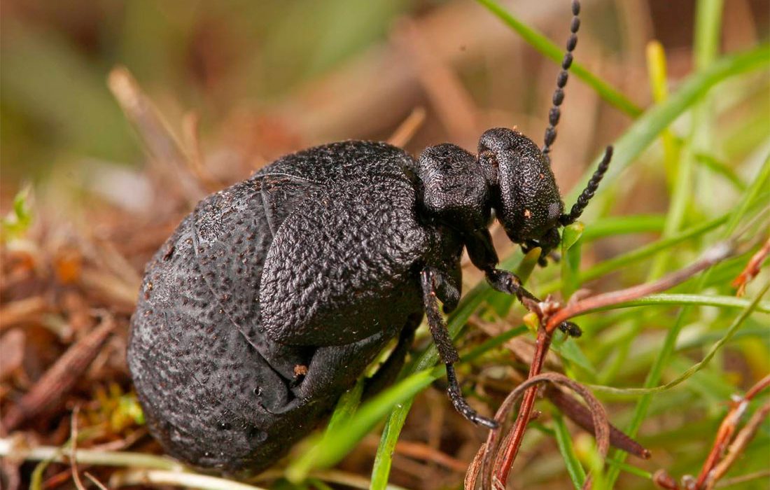 Nueva especie de escarabajo en España