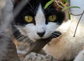 Distintas entidades conservacionistas piden que los gatos no salgan de casa y que se ponga fin a las colonias felinas