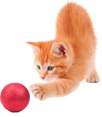 gato-jugando
