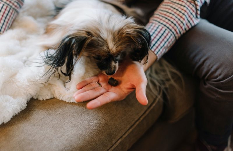person holding white and brown long coated small dog
