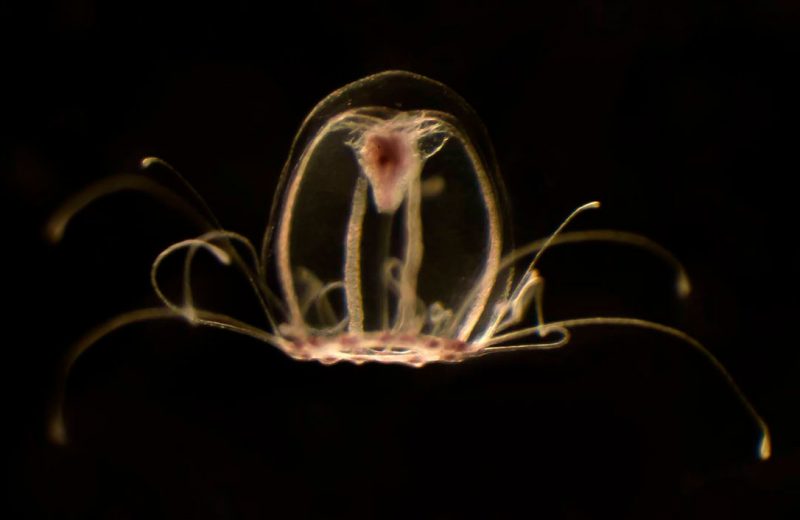 Descifran el genoma de la medusa inmortal