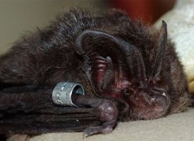 Los murciélagos más amenazados de Europa necesitan bosques maduros, árboles muertos y roquedos