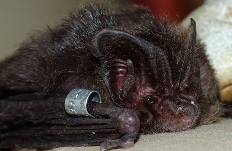Los murciélagos más amenazados de Europa necesitan bosques maduros, árboles muertos y roquedos