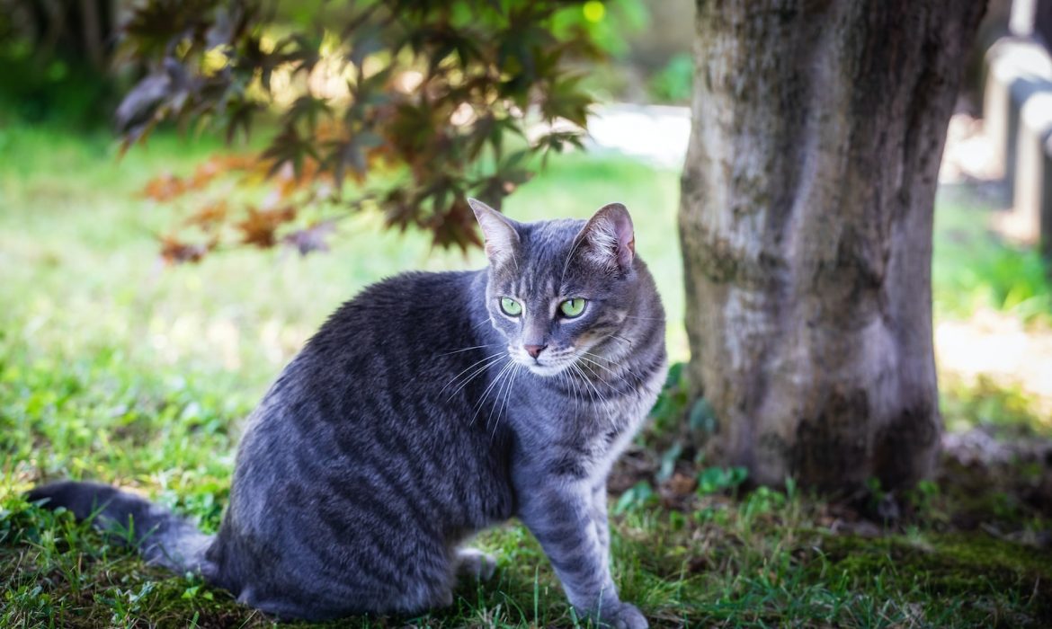 gray tabby cat sitting on grass near tree