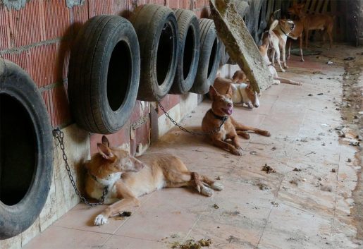 Perros de caza