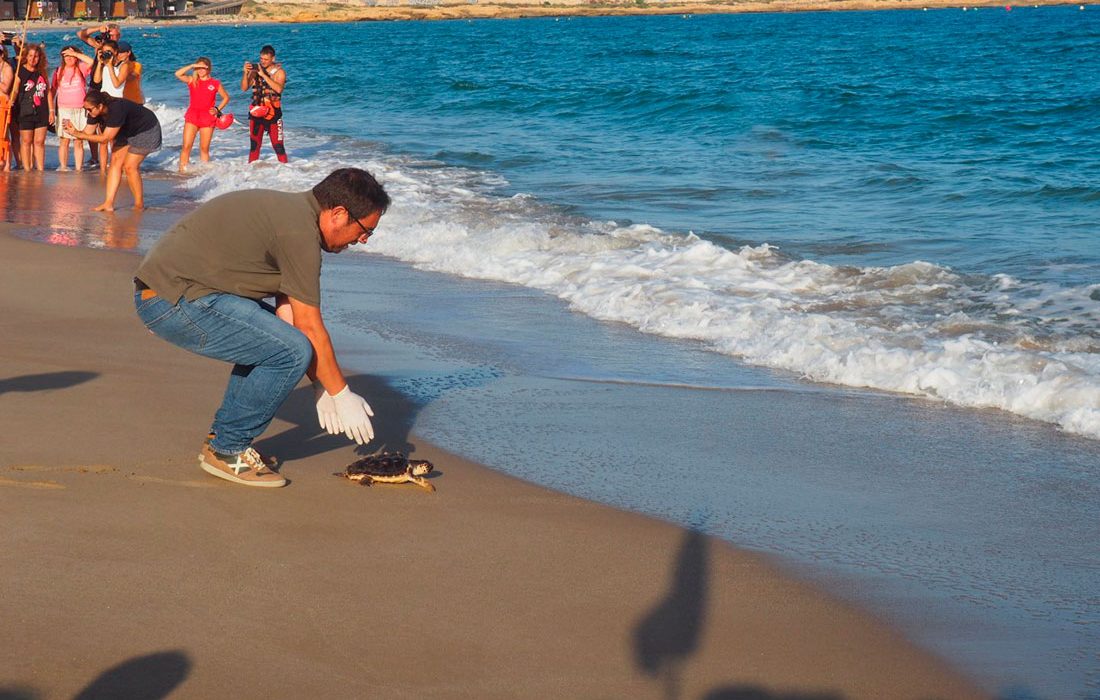 Liberación de un grupo de tortugas nacidas en la playa del Miracle