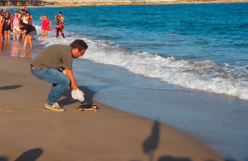 Liberación de un grupo de tortugas nacidas en la playa del Miracle