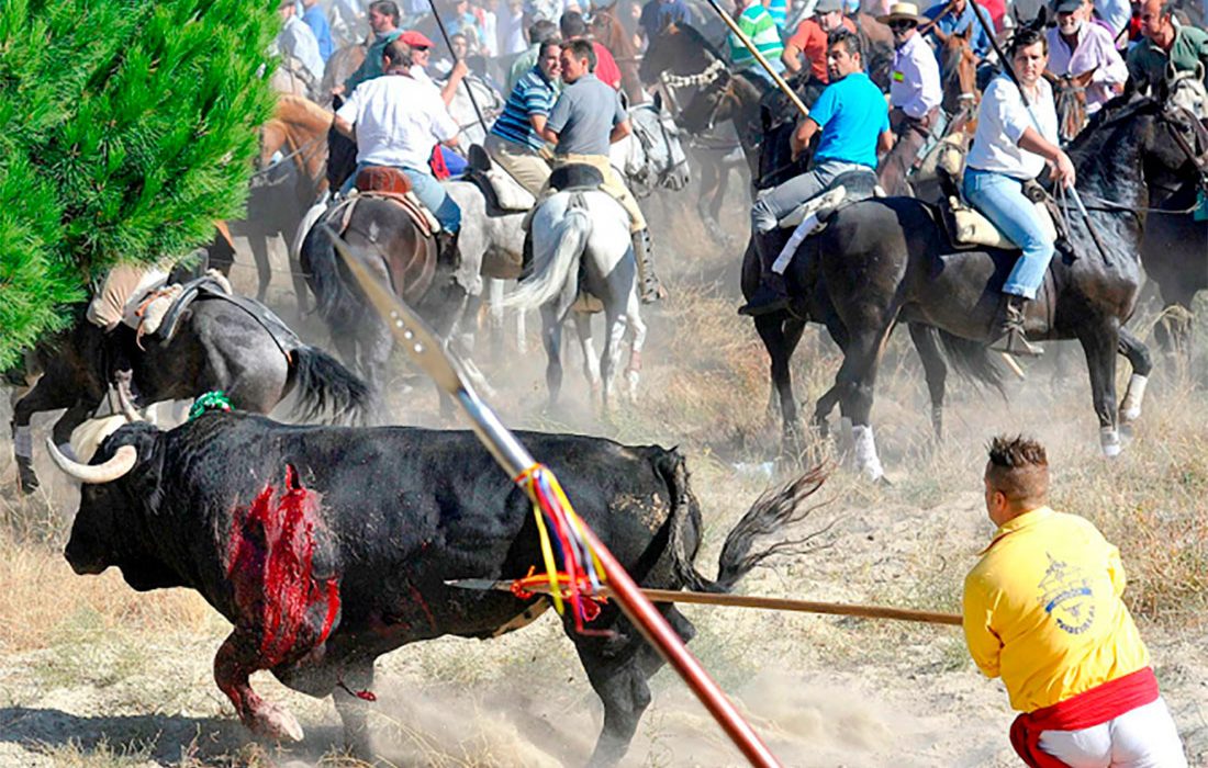 El Tribunal Superior de Justicia de Castilla y León tumba el reglamento y prohíbe herir al Toro de la Vega